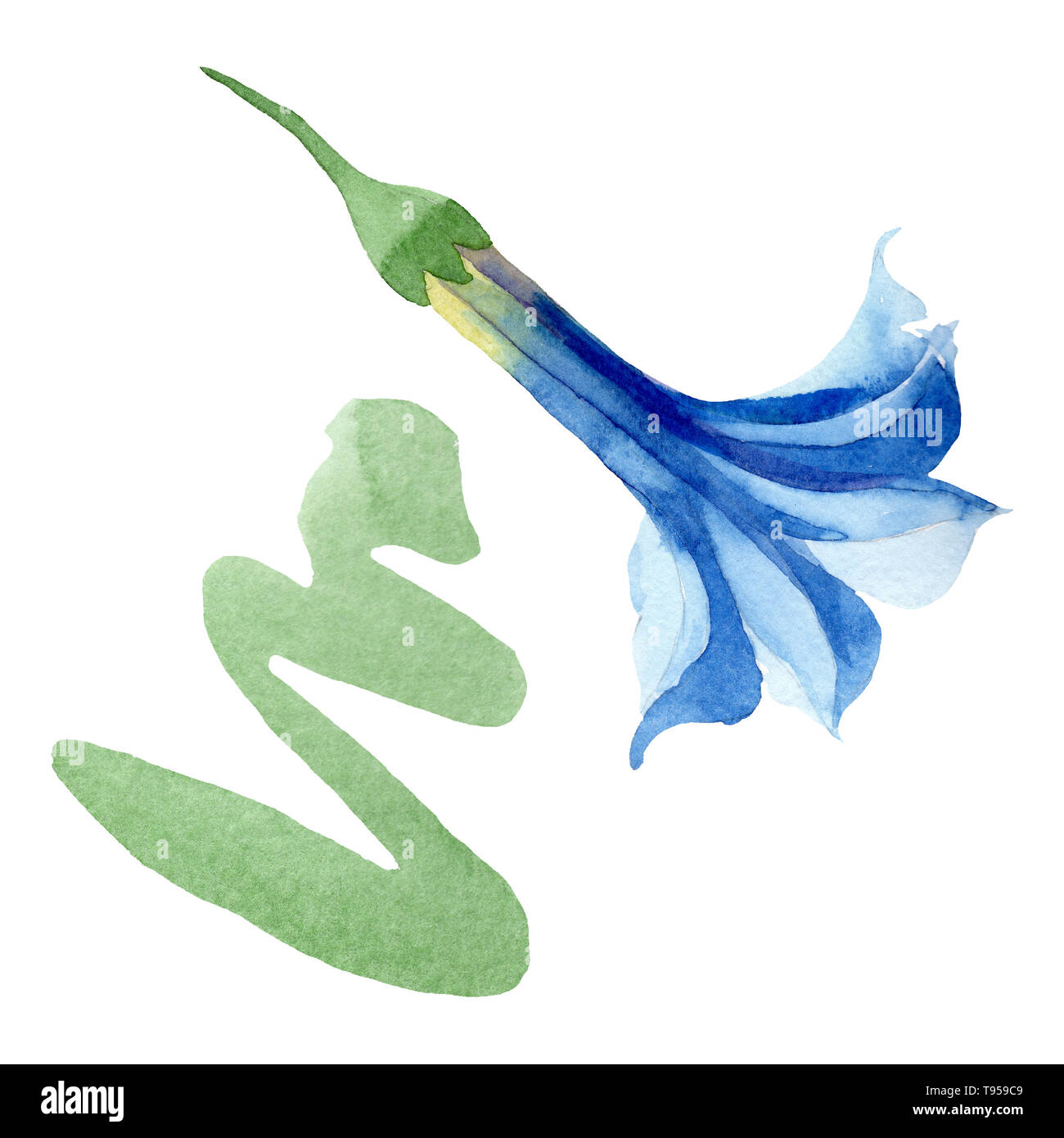 Blue brugmansia floral botanical flowers. Watercolor background set