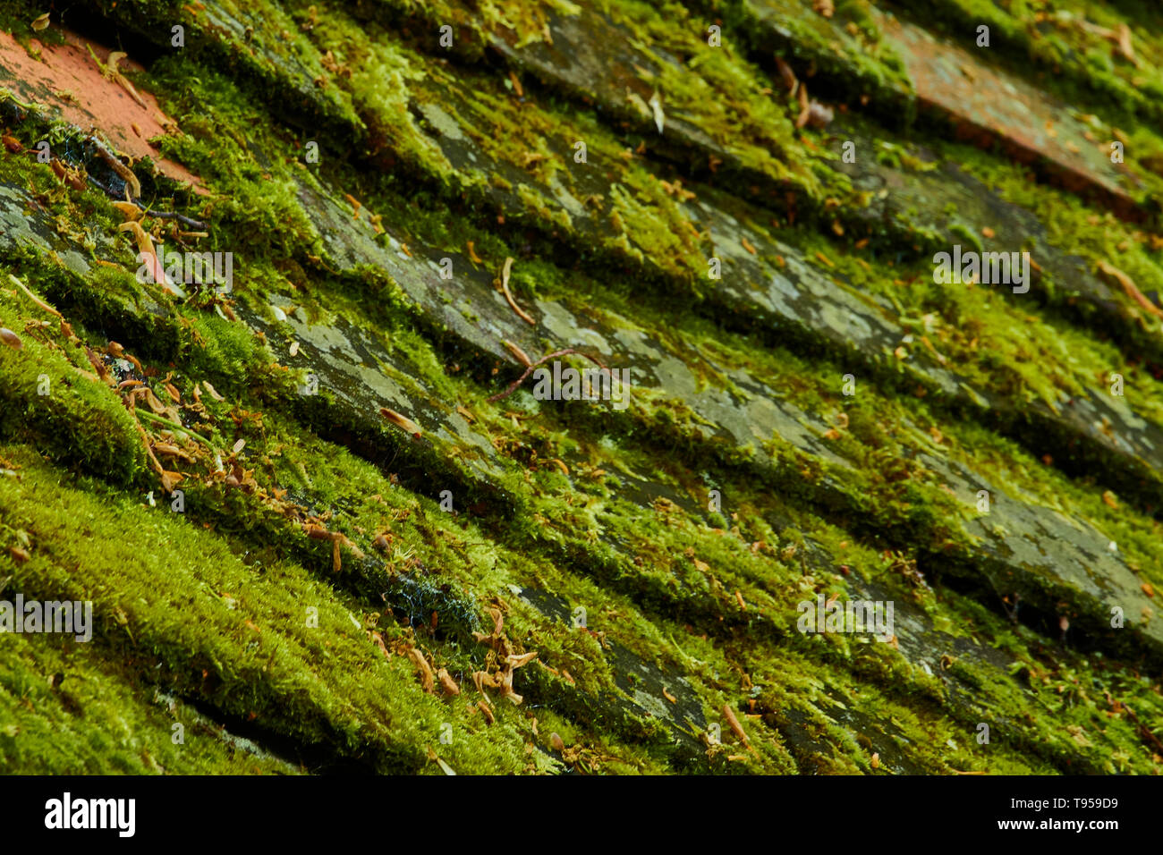 Abstract of roof covered in algae patterned tiles Stock Photo