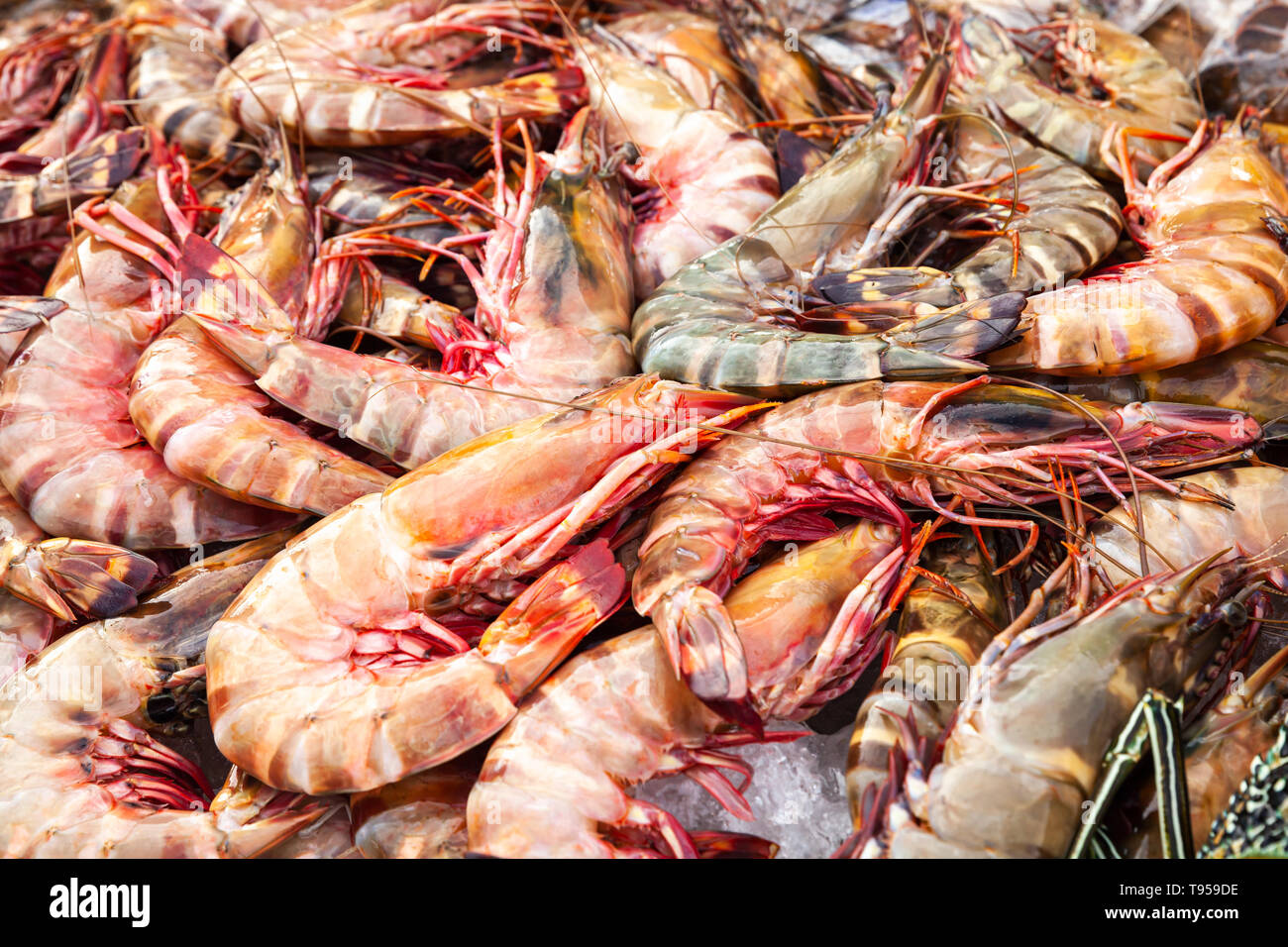 Catch of prawns lay on counter of the main Fish market of Kota Kinabalu, Malaysia Stock Photo