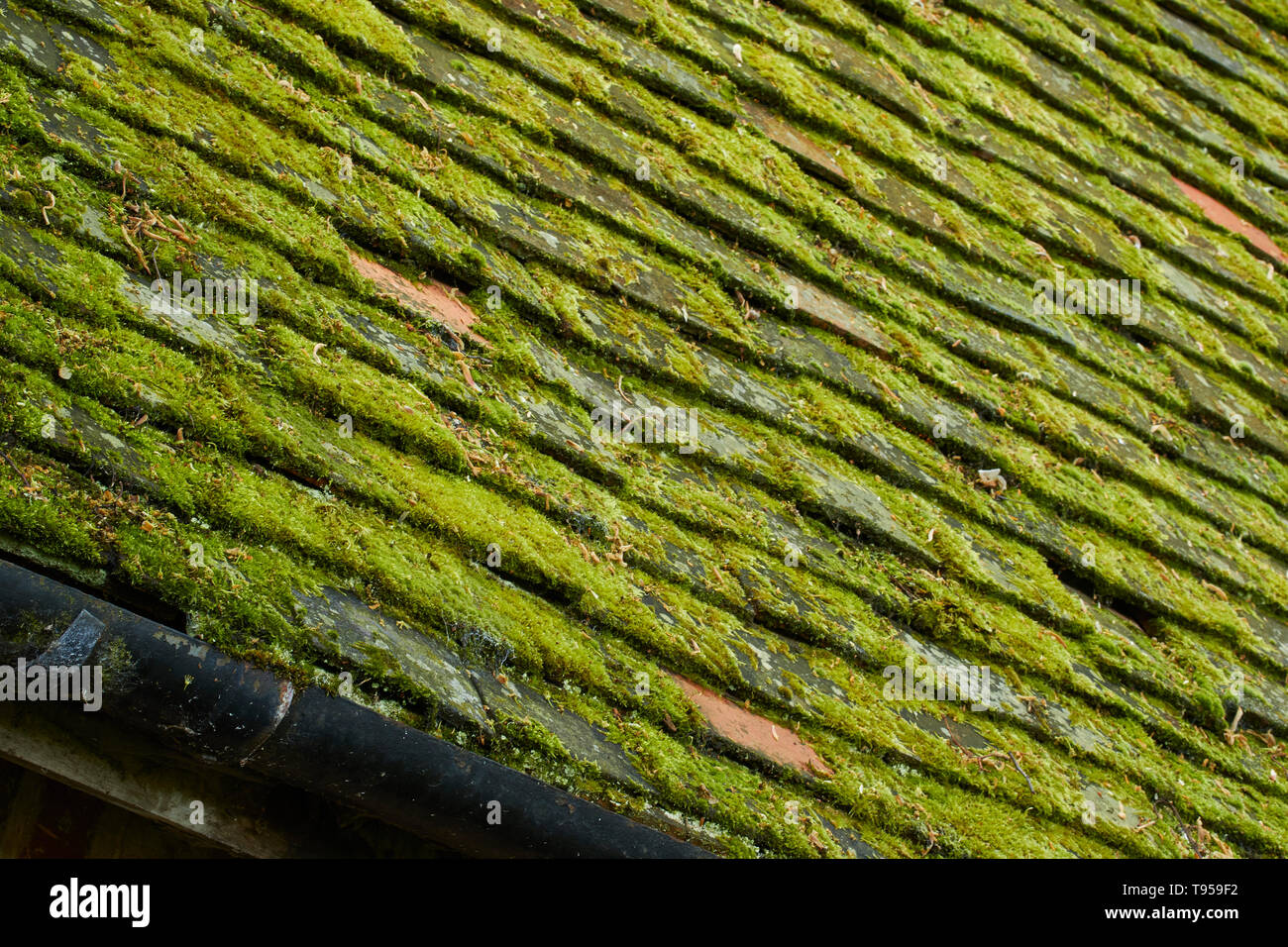 Abstract of roof covered in algae patterned tiles Stock Photo