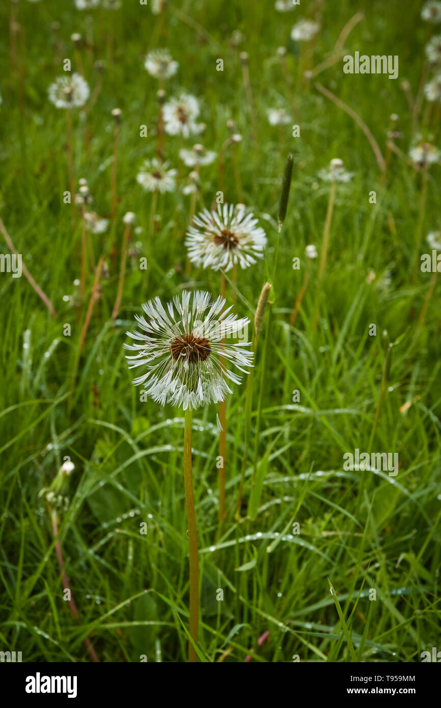 Dandelion clocks in spring in a grassy meadow, StratfordonAvon