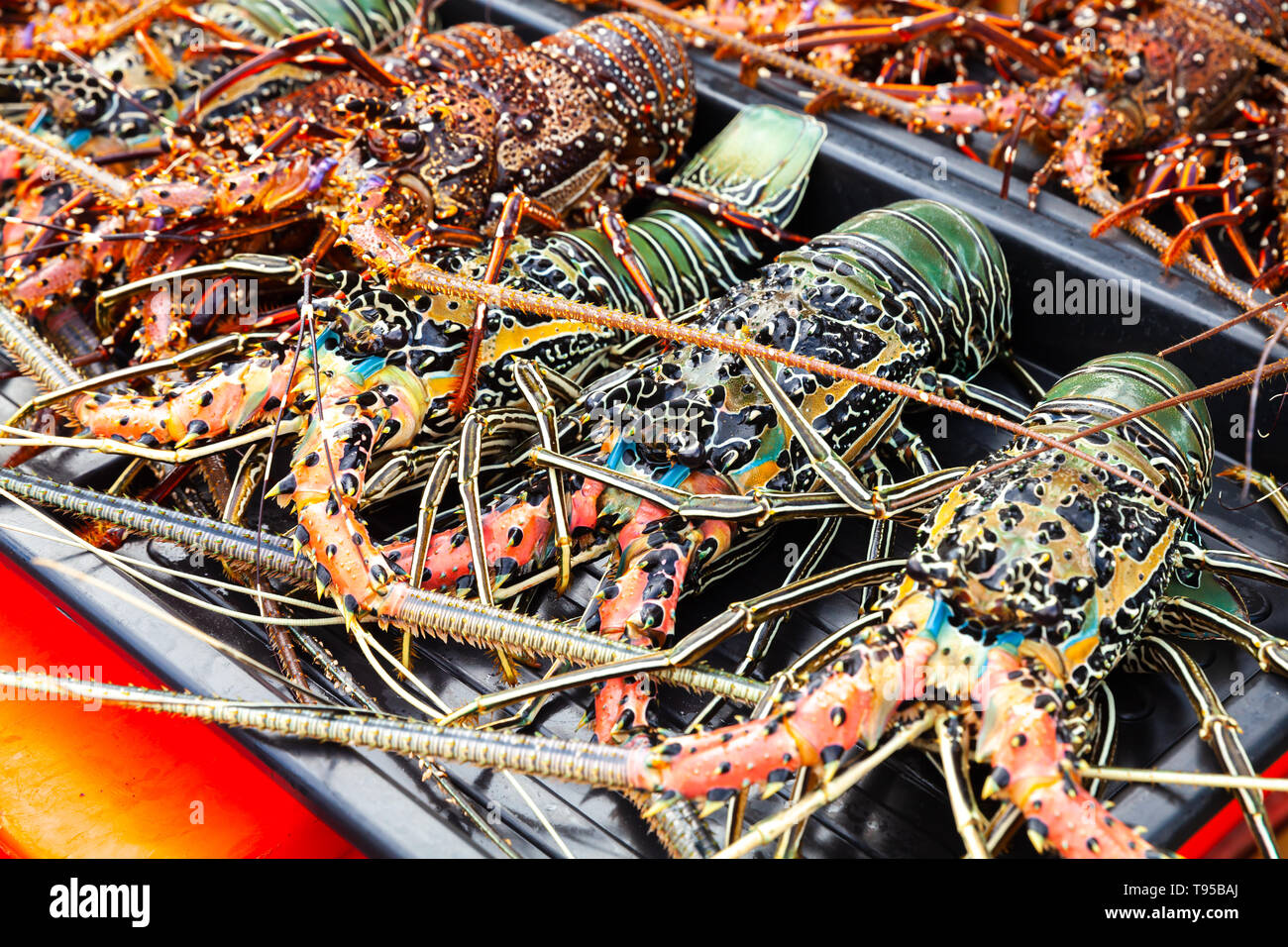 Catch of tropical rock lobsters lay on counter of the main Fish market of Kota Kinabalu, Malaysia Stock Photo