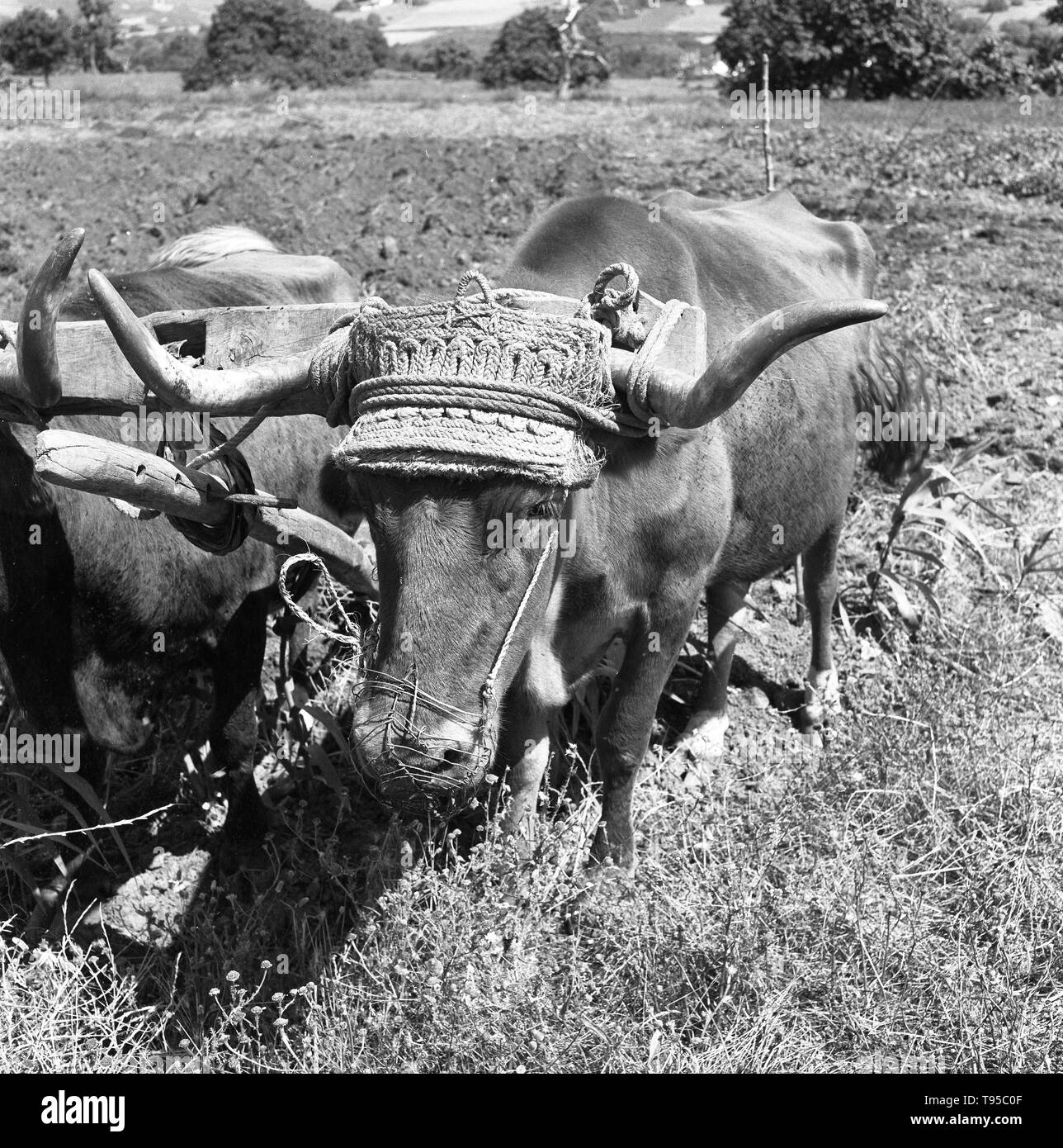 Spanish Farmers farming ploughing with Oxen Andalusia Spain 1950s Stock Photo