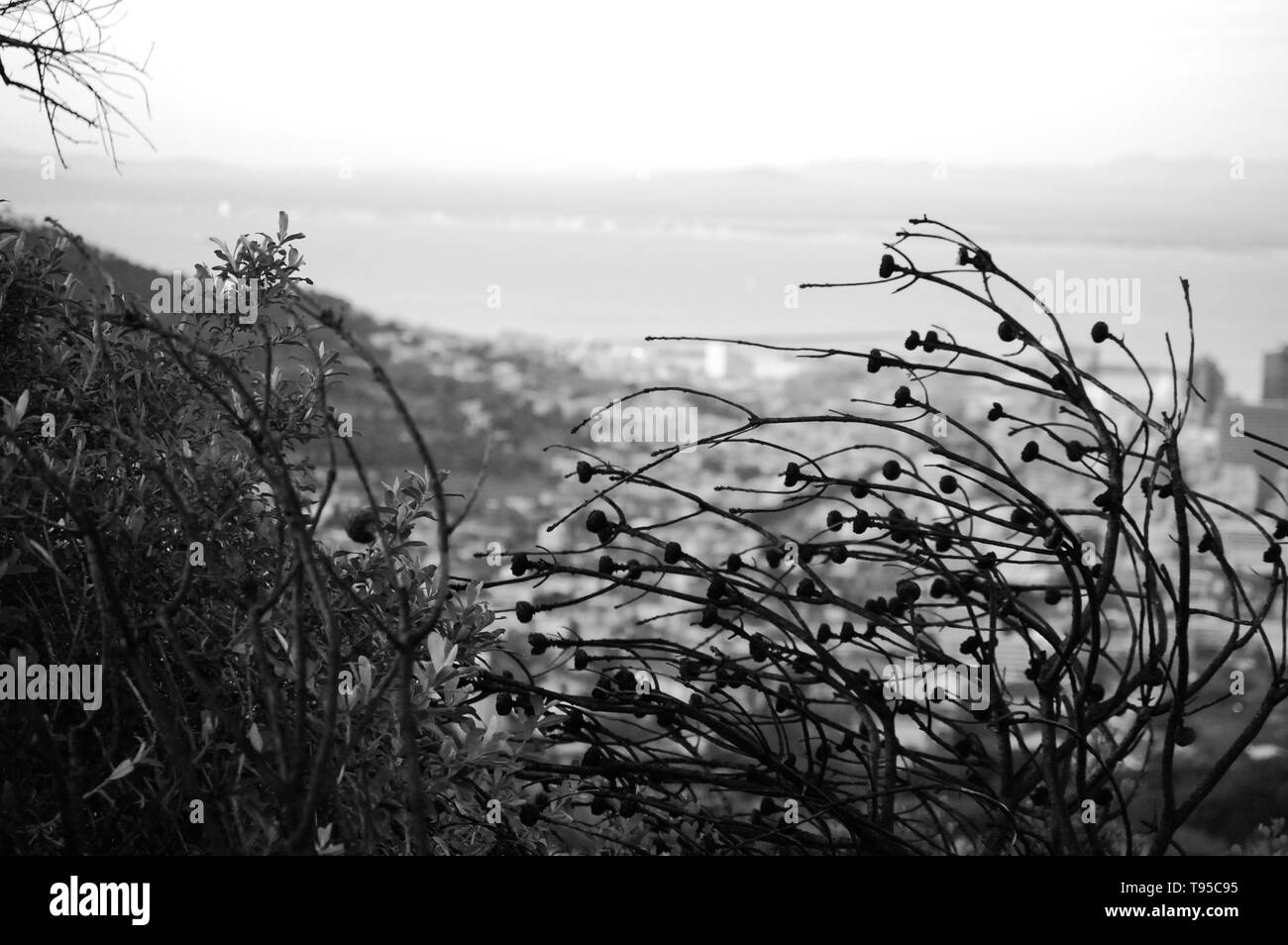 Dry flowers and bushes in Cape Town, South Africa, black and white