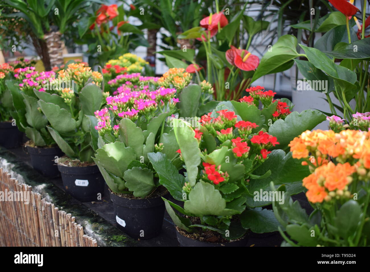 House plants hi-res stock photography and images - Alamy