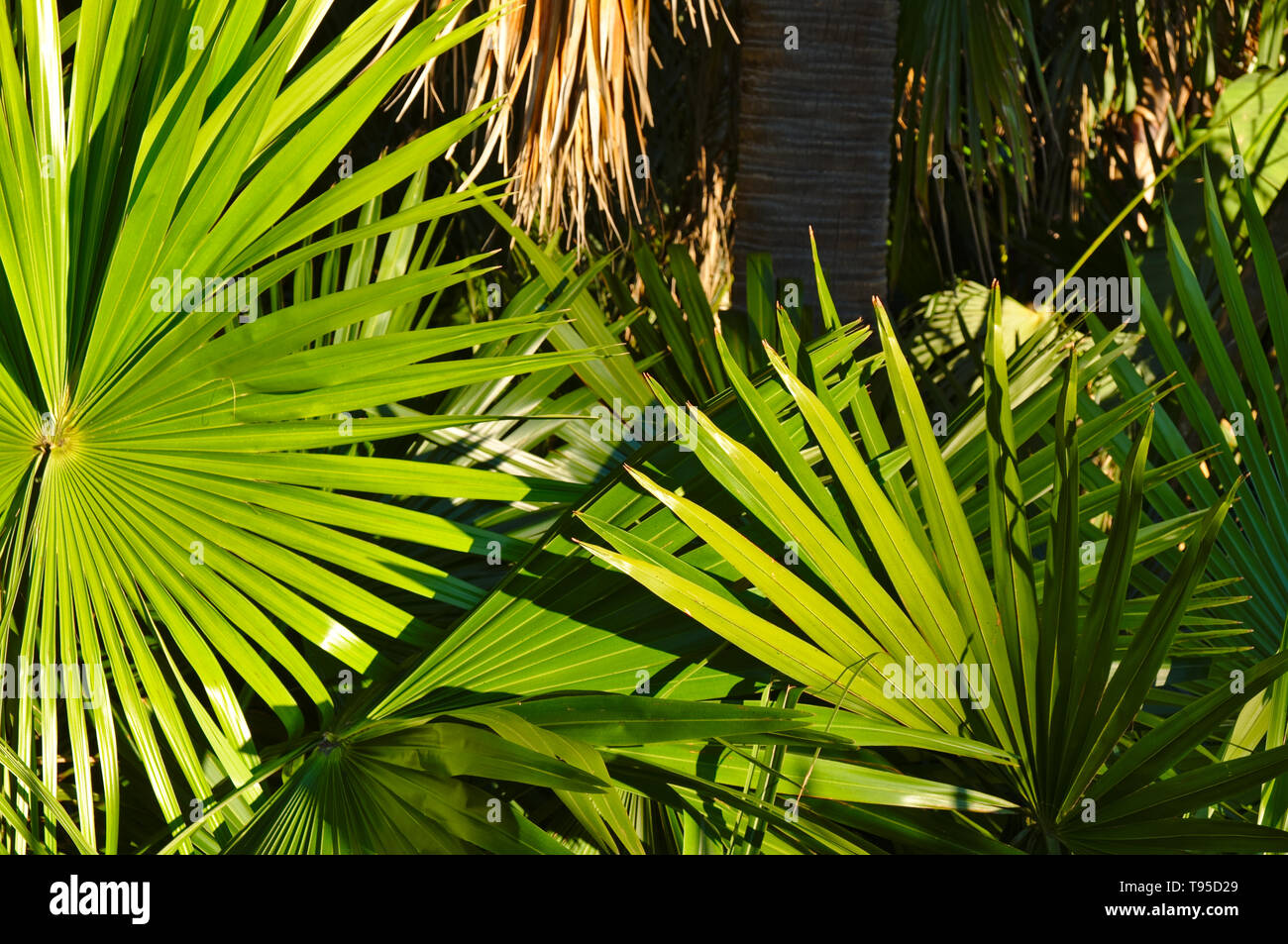 Palm tree natural background. Natural texture and backgrounds