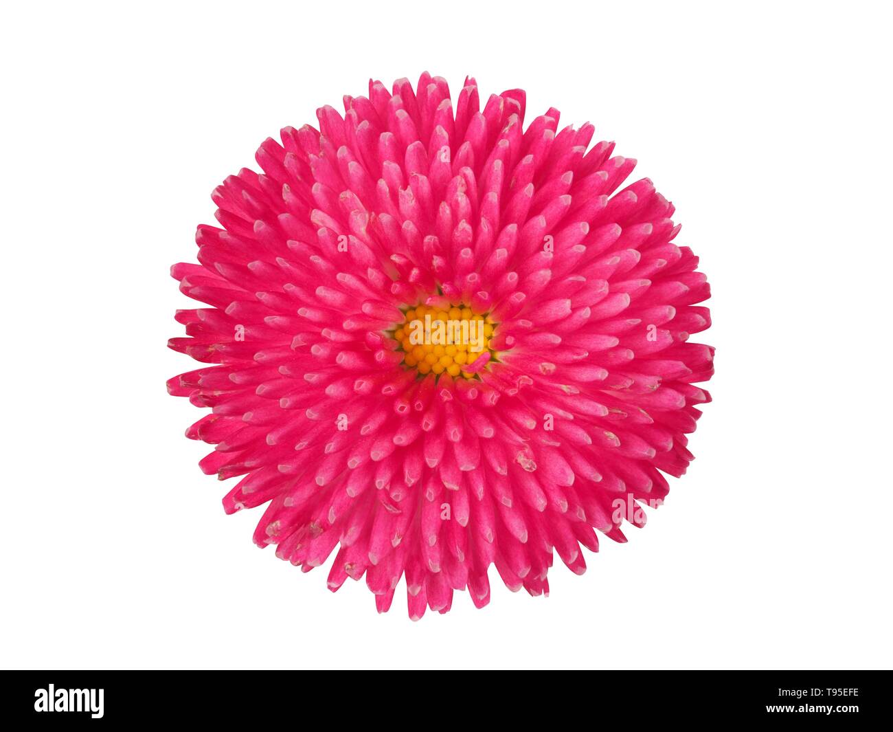 Head of pink flower isolated on white background Stock Photo