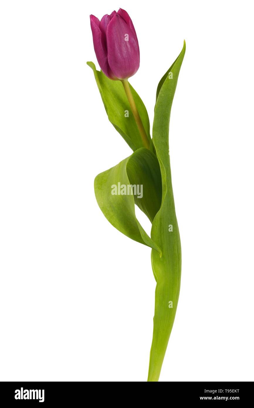 Flower plant purple tulip hi-res stock photography and images - Alamy