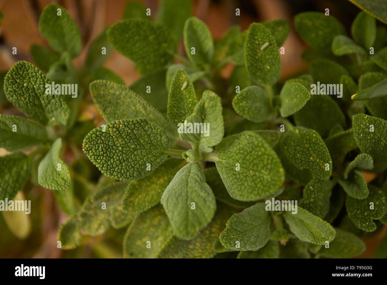 Sage growing in a London residential urban herb garden, England, United