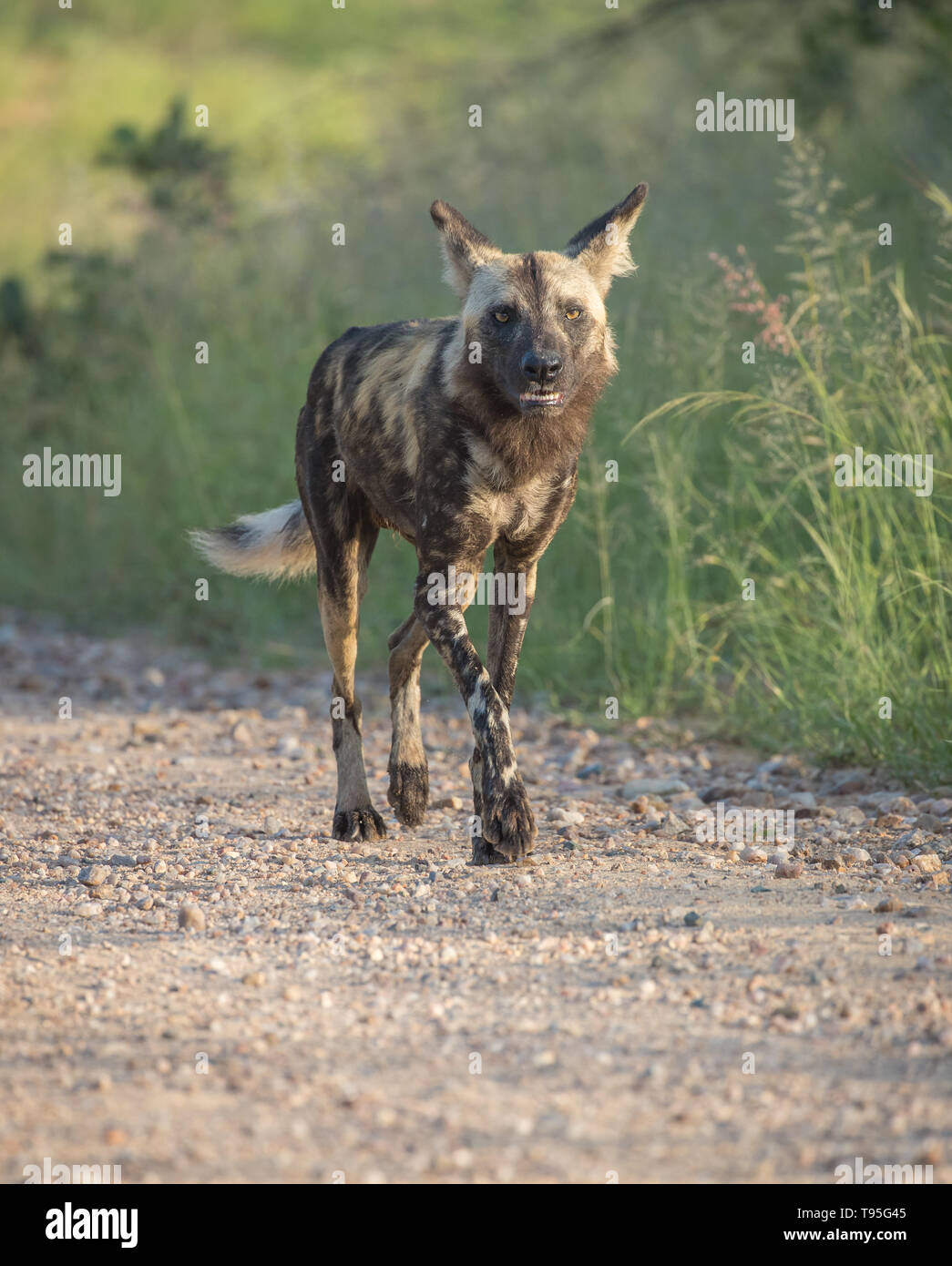 South african hunting dog hires stock photography and images Alamy