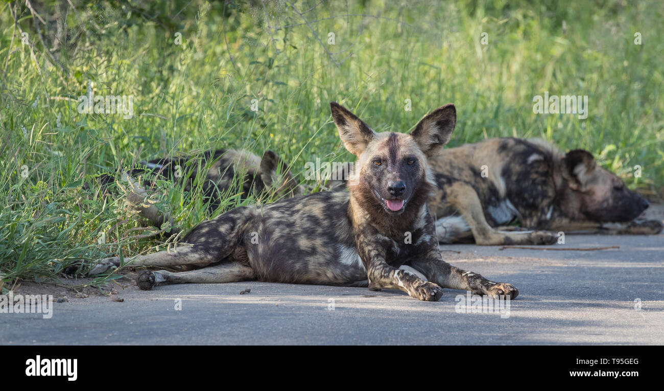 Wild Dogs in the Greater Kruger National Park, South Africa Stock Photo