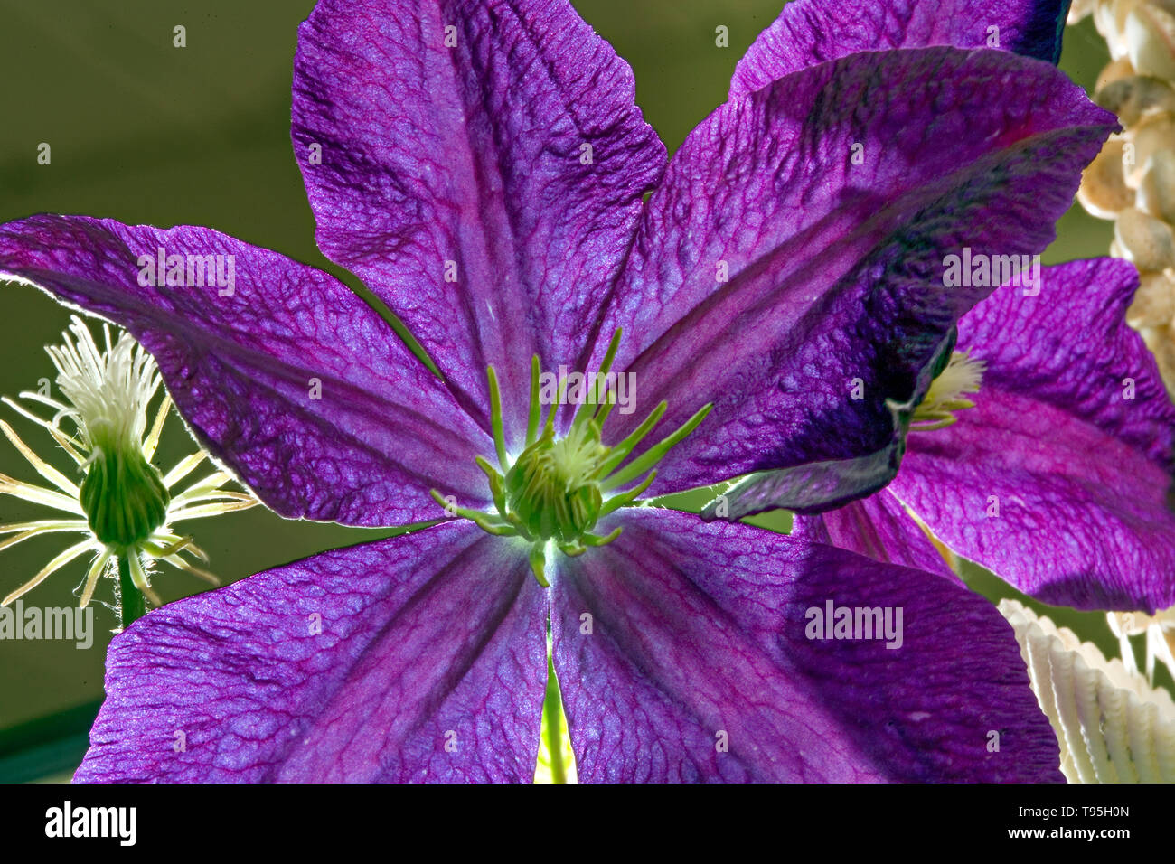 Clematis Blossom Stock Photo