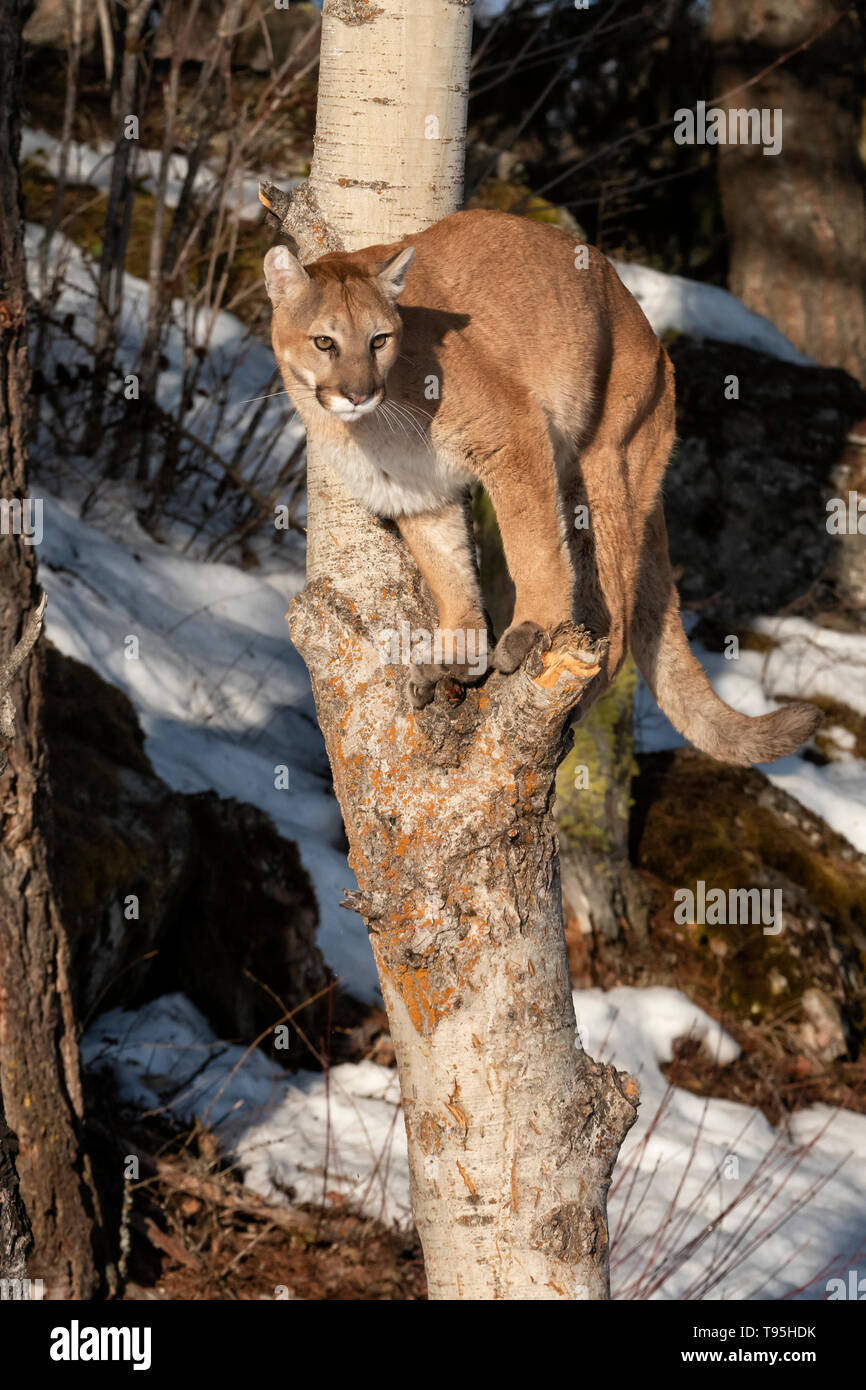 North America; United States; Montana;  Wildlife; Mammals; Predators; Felines; Mountain Lion; Felis concolor Stock Photo