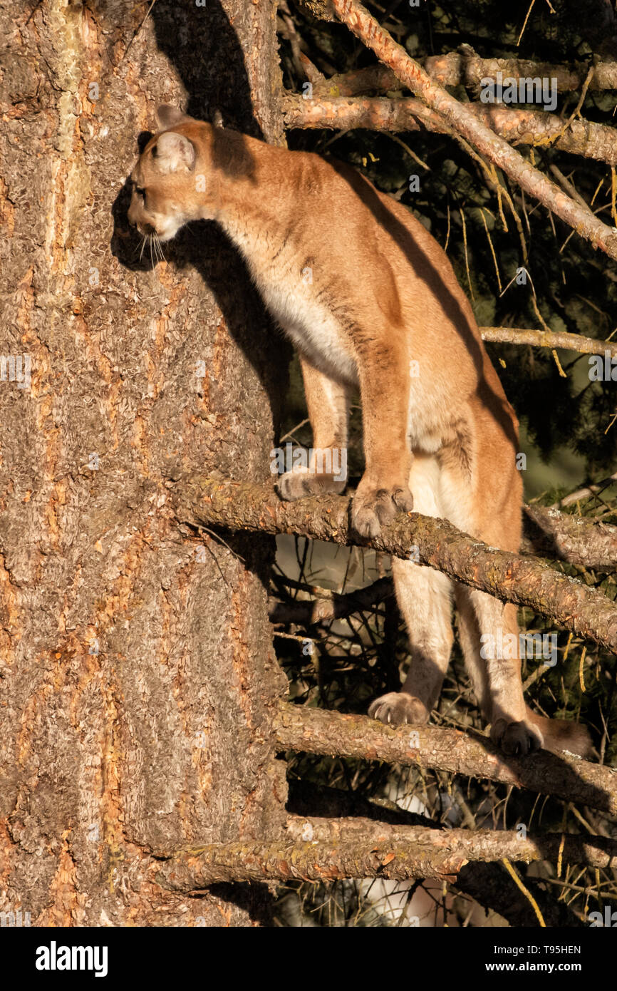North America; United States; Montana;  Wildlife; Mammals; Predators; Felines; Mountain Lion; Felis concolor Stock Photo