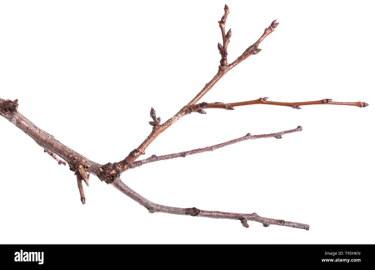 Dry tree branches isolated on white Stock Photo Alamy