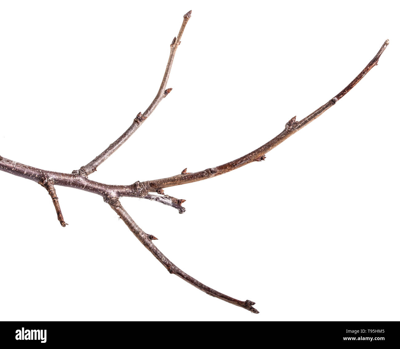 Dry tree branches isolated on white Stock Photo Alamy