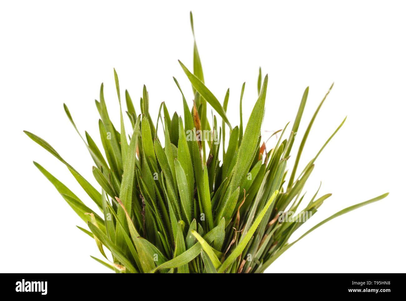 Green grass lawn isolated on white Stock Photo