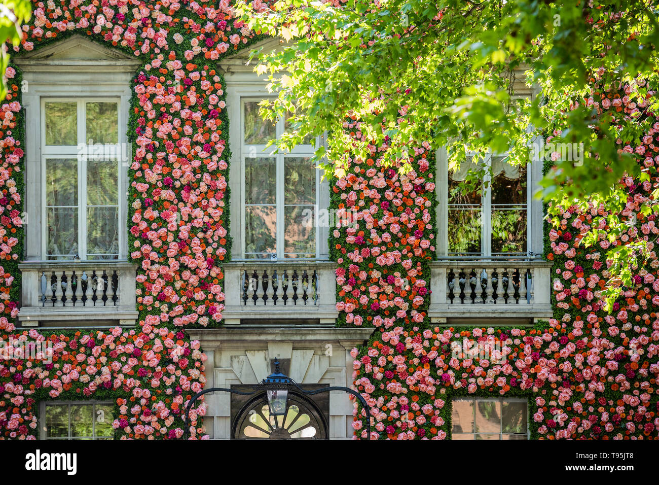 Berkeley Square, London, UK. 16th May 2019. Annabel's in Berkeley Square is festooned with flowers in tribute to the The RHS Chelsea Flower Show which opens to the public next Tuesday. Credit: Guy Bell/Alamy Live News Stock Photo