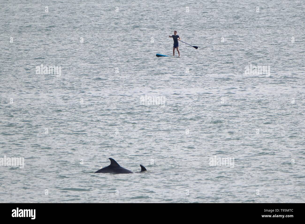 Aberystwyth Wales Uk. Thursday 16 May 2019 UK weather: A lone paddle boarder gets a close encounter with a pair of dolphins in the sea off Aberystwyth beach on a warm May evening. photo Credit: Keith Morris/Alamy Live News Stock Photo
