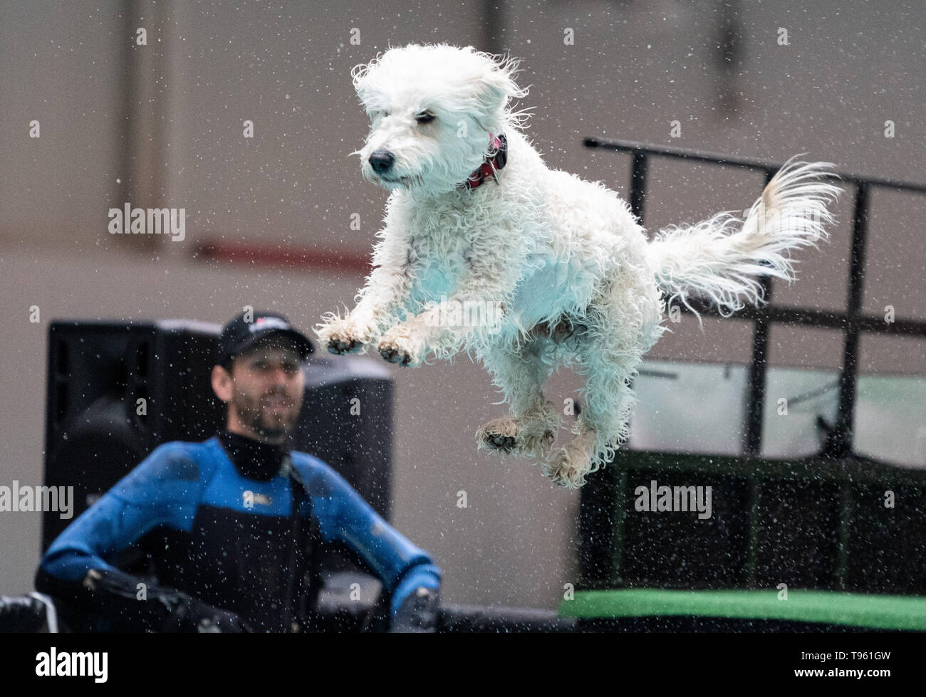 Dortmund, Germany. 17th May, 2019. Golden Doodle Sally jumps into an artificial pool at the 'Dog-Diving' competition. On the left a diver, who helps dogs to leave the pool if necessary. At the competition the animal takes a ramp and jumps either as far as possible or as high as possible into the water, depending on the requirements. More than 40,000 visitors, over 10,000 dogs and over 500 cats are expected at the dog and cat exhibition in the Westfalenhallen. Credit: Bernd Thissen/dpa/Alamy Live News Stock Photo