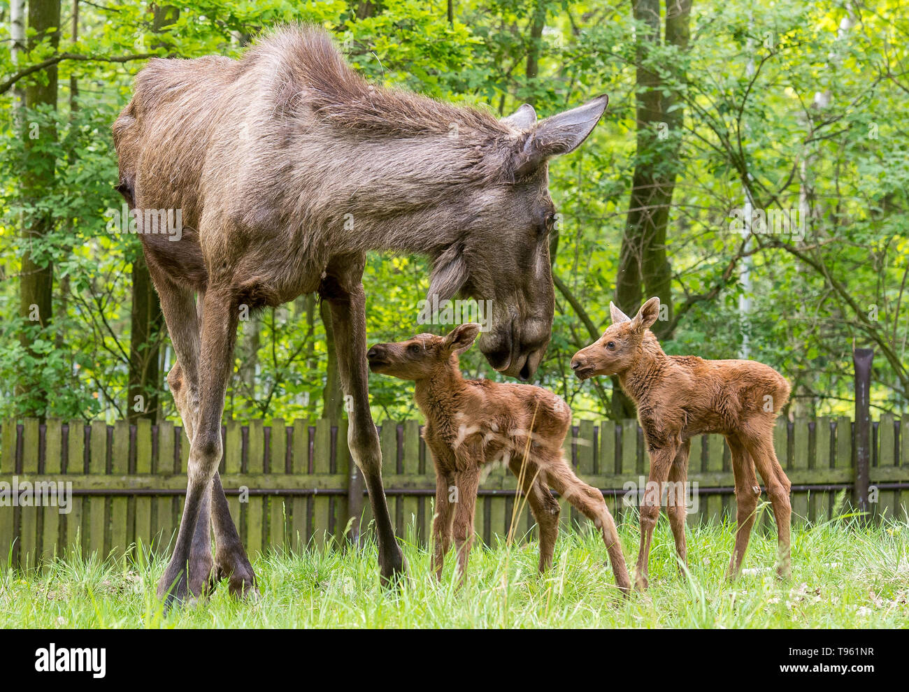 Three Years Old Cow Of Moose Alces Alces Called Quanita Is Seen With Her Twin Calves In The Chomutov Zoo Czech Republic On May 17 19 Quanita Surprised Breeders When She Lay