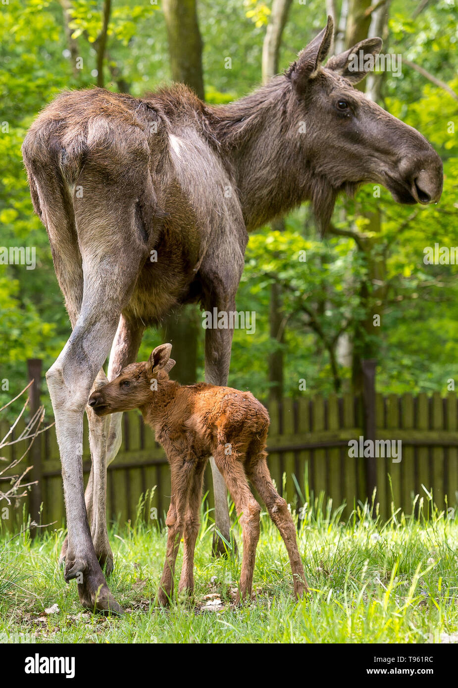 Three years old cow of moose (Alces alces) called Quanita is seen with one calf of her twins in the Chomutov Zoo, Czech Republic, on May 17, 2019. Quanita surprised breeders when she lay down for breastfeeding, which is unusual for these animals. Quanita is so high that calves did not reach the udder. (CTK Photo/Ondrej Hajek) Stock Photo