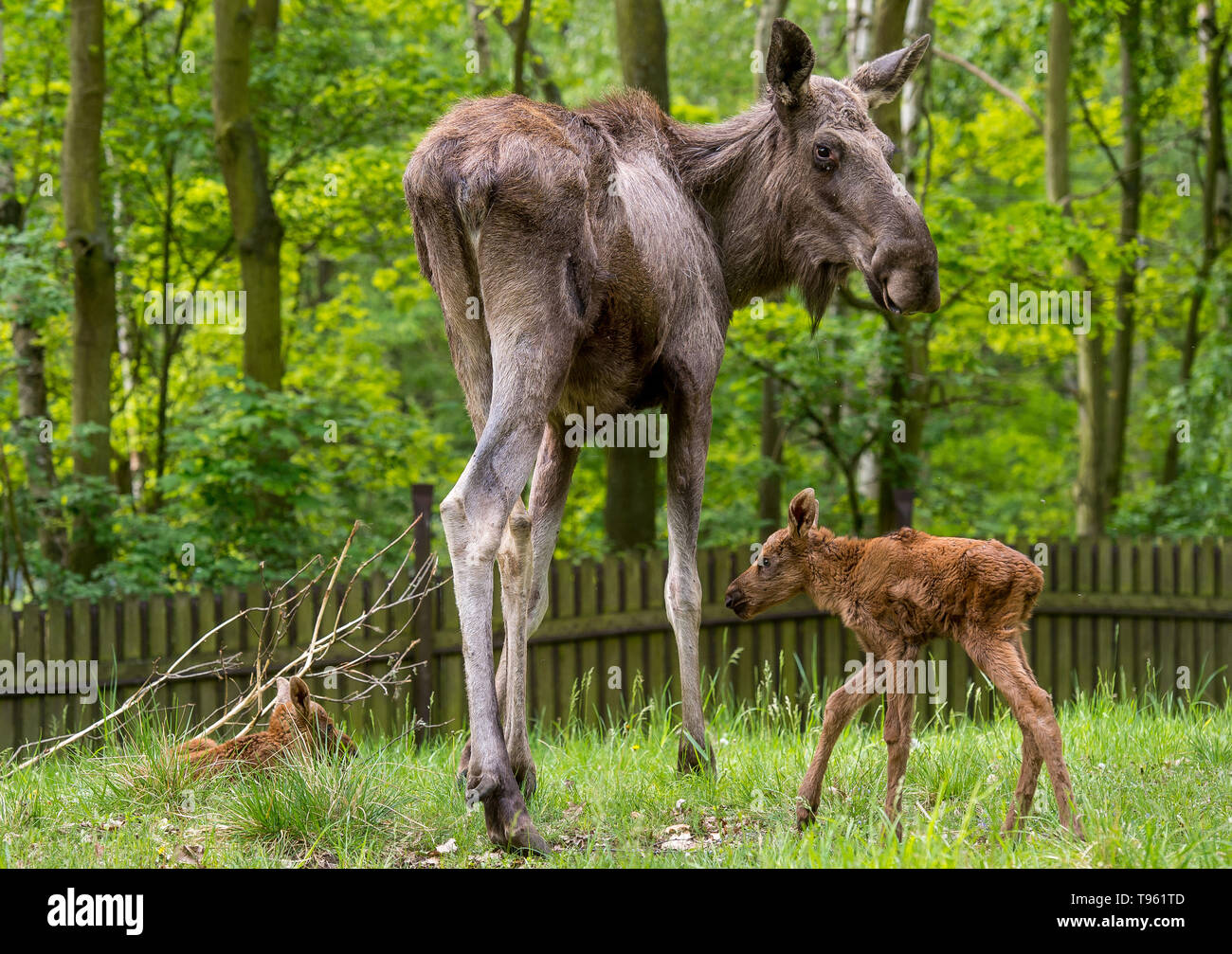 Three Years Old Cow Of Moose Alces Alces Called Quanita Is Seen With Her Twin Calves In The Chomutov Zoo Czech Republic On May 17 19 Quanita Surprised Breeders When She Lay