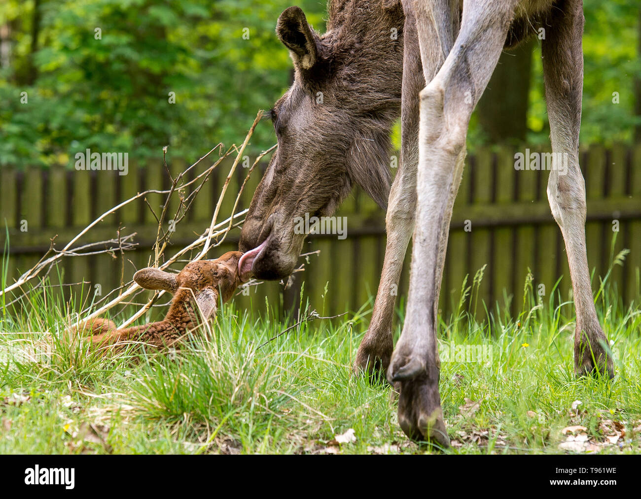 Three years old cow of moose (Alces alces) called Quanita is seen with one calf of her twins in the Chomutov Zoo, Czech Republic, on May 17, 2019. Quanita surprised breeders when she lay down for breastfeeding, which is unusual for these animals. Quanita is so high that calves did not reach the udder. (CTK Photo/Ondrej Hajek) Stock Photo