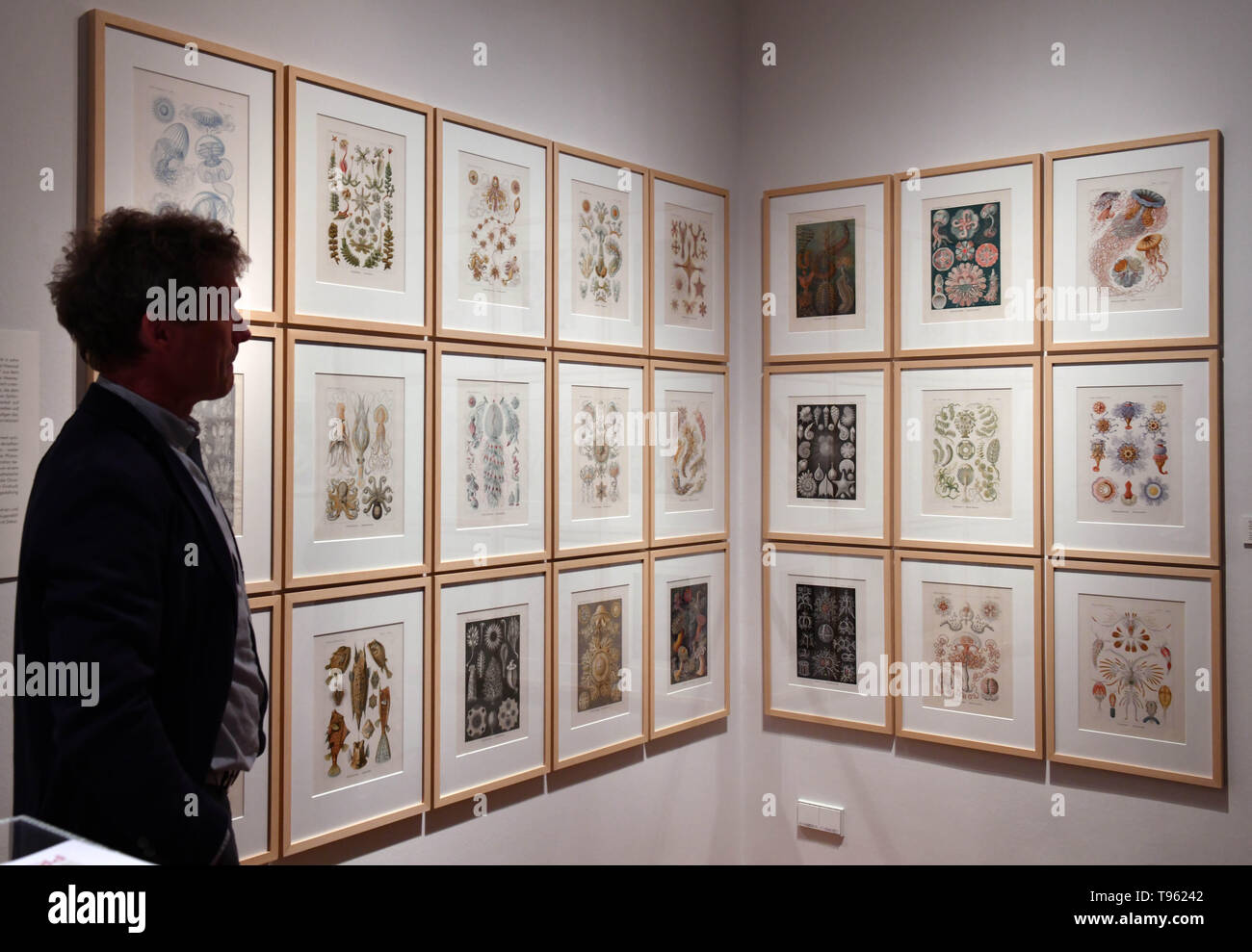 17 May 2019, Thuringia, Jena: Erik Stephan, curator of the Kunstsammlung Jena, looks at colour lithographs from 'Kunstformen der Natur', executed by Adolf Giltsch (1852-1911) after Ernst Haeckel's drawings during the tour of the press in the exhibition 'Kunstformen der Natur' in the Stadtmuseum. The exhibition on the 100th anniversary of the death of zoologist, philosopher and freethinker Ernst Haeckel (1834-1919) shows numerous original works of art by Haeckel and questions their art-historical significance. It can be seen from 18 May to 11 August. Photo: Martin Schutt/dpa-Zentralbild/dpa Stock Photo