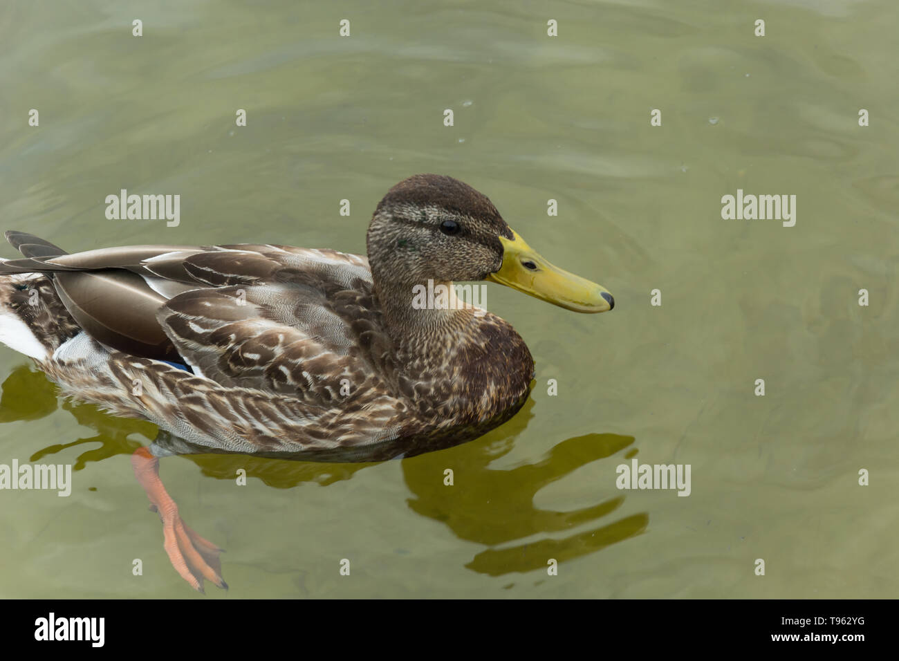Female brown mallard duck floating in water - closeup Stock Photo