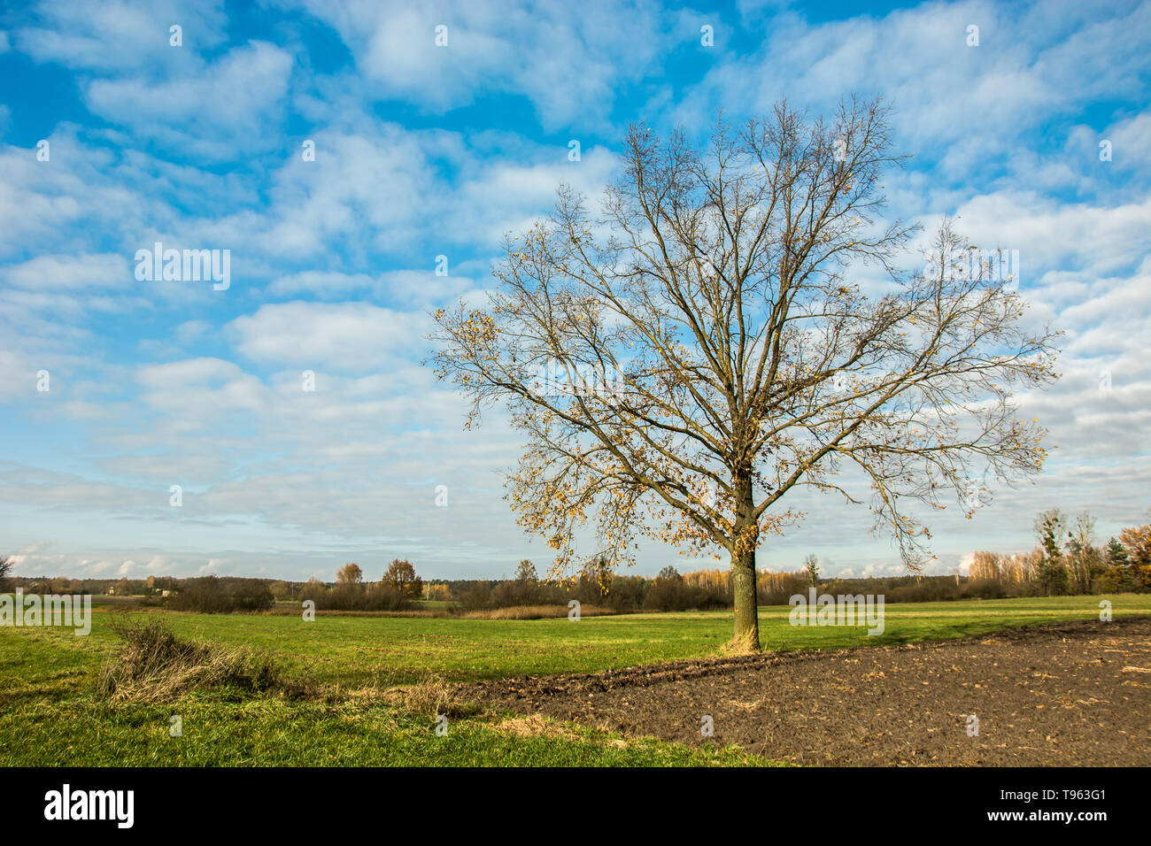 Oak tree without leaves hires stock photography and images Alamy