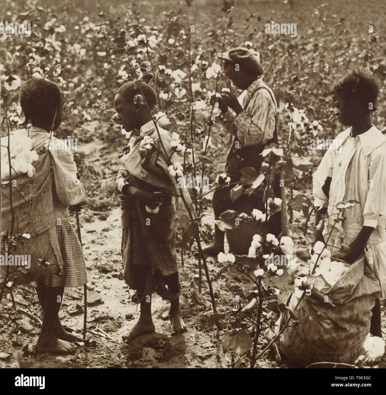 Children picking cotton in South Carolina; Underwood & Underwood (American, 1881 - 1940s); about 1900. Gelatin silver print; 84.XC.729.260 Stock Photo