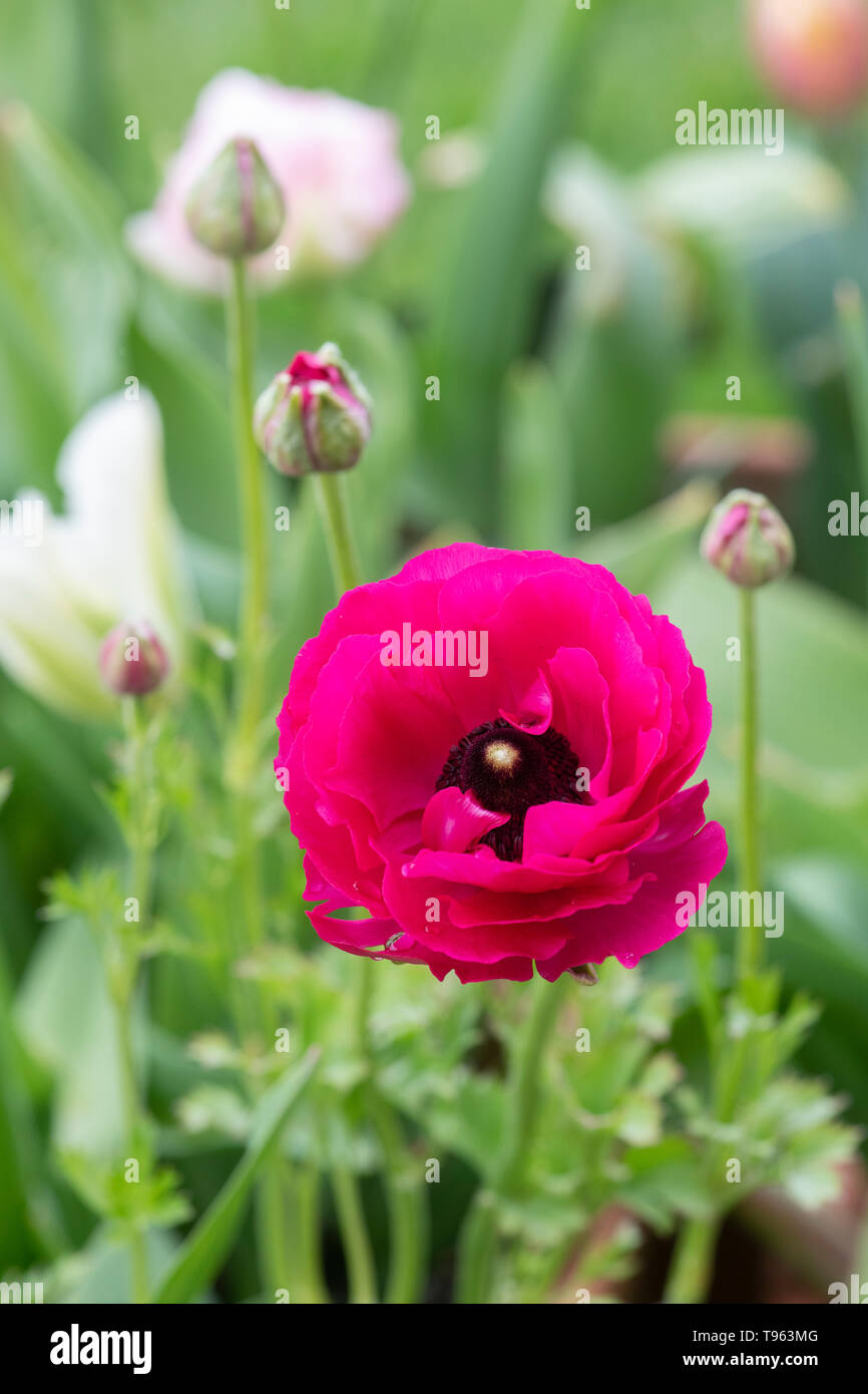 Ranunculus Pink. Persian buttercup flower in spring. UK Stock Photo