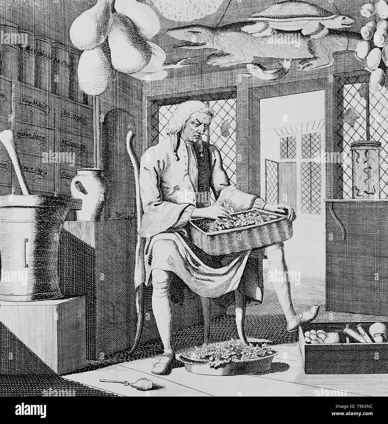 An apothecary sitting in his shop, sorting through materia medica, surrounded by paraphernalia of his profession. Note alligator on ceiling. Alligators were commonly hung from the ceilings of apothecary shops, a symbol of the profession. Engraving by Dr. Rock, c.1750. Stock Photo