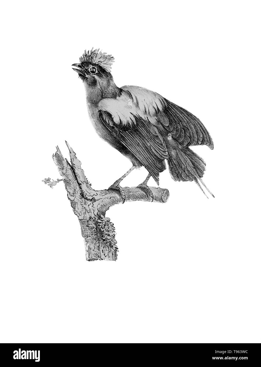 Blue-backed manakin (Chiroxiphia pareola) male displaying, from La galerie des oiseaux du Cabinet d'histoire naturelle du Jardin du roi, 1834 edition, written by Louis Pierre Vieillot, with plates by Paul Louis Oudart. Vieillot, a French ornithologist, was the first to describe and name many American bird species. Several birds, including the Virginia rail, the cedar waxwing and the house wren, still bear the scientific names he gave them. Stock Photo