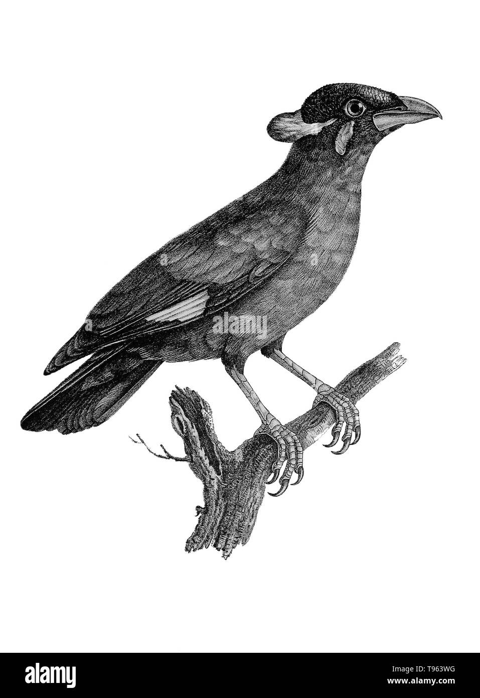 The common hill mynah (Gracula religiosa) from La galerie des oiseaux du Cabinet d'histoire naturelle du Jardin du roi, 1834 edition, written by Louis Pierre Vieillot, with plates by Paul Louis Oudart. The mynah, native to India, is a popular pet for its vocal abilities. Stock Photo