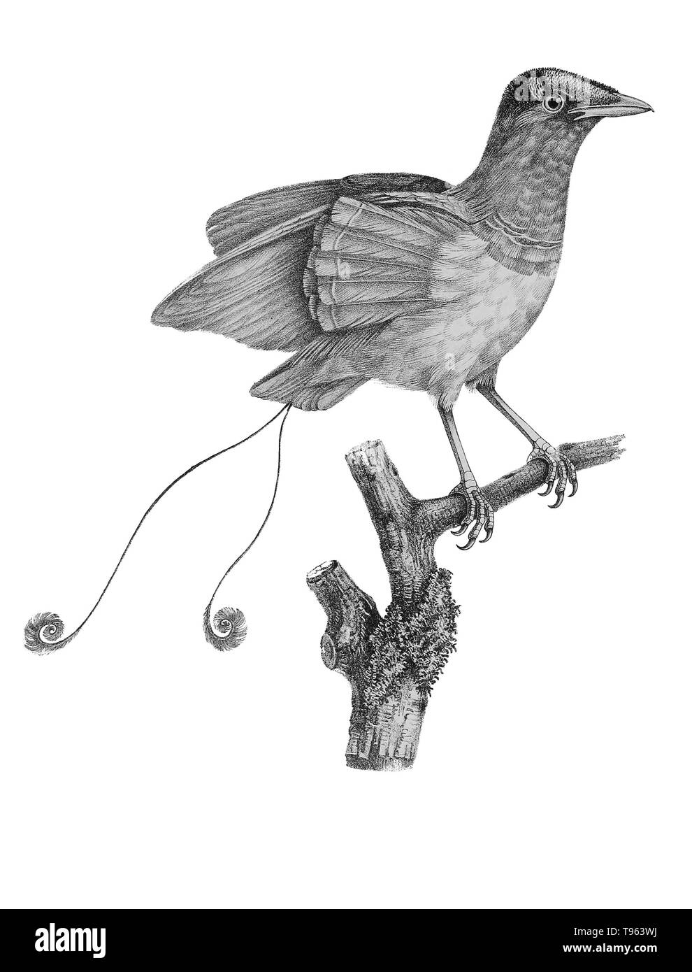 King Bird-of-paradise (Cicinnurus regius) male, displaying on a branch, from La galerie des oiseaux du Cabinet d'histoire naturelle du Jardin du roi, 1834 edition, written by Louis Pierre Vieillot, with plates by Paul Louis Oudart. Stock Photo