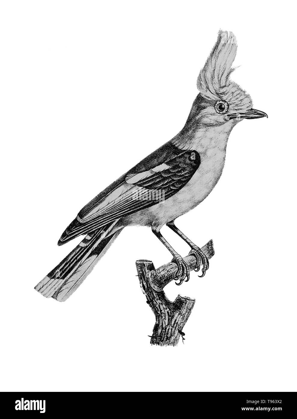 Helmetshrike from La galerie des oiseaux du Cabinet d'histoire naturelle du Jardin du roi, 1834 edition, written by Louis Pierre Vieillot, with plates by Paul Louis Oudart. Vieillot gave the helmetshrikes their Latin genus name, Prionops. This is probably the white-crested helmetshrike, Prionops plumatus. Stock Photo