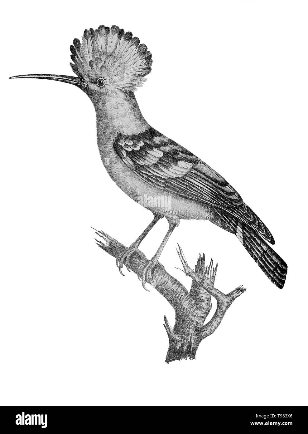 African Hoopoe from La galerie des oiseaux du Cabinet d'histoire naturelle du Jardin du roi, 1834 edition, written by Louis Pierre Vieillot, with plates by Paul Louis Oudart. The hoopoes have recently been split into three species, including the African hoopoe (Upupa africana). Stock Photo