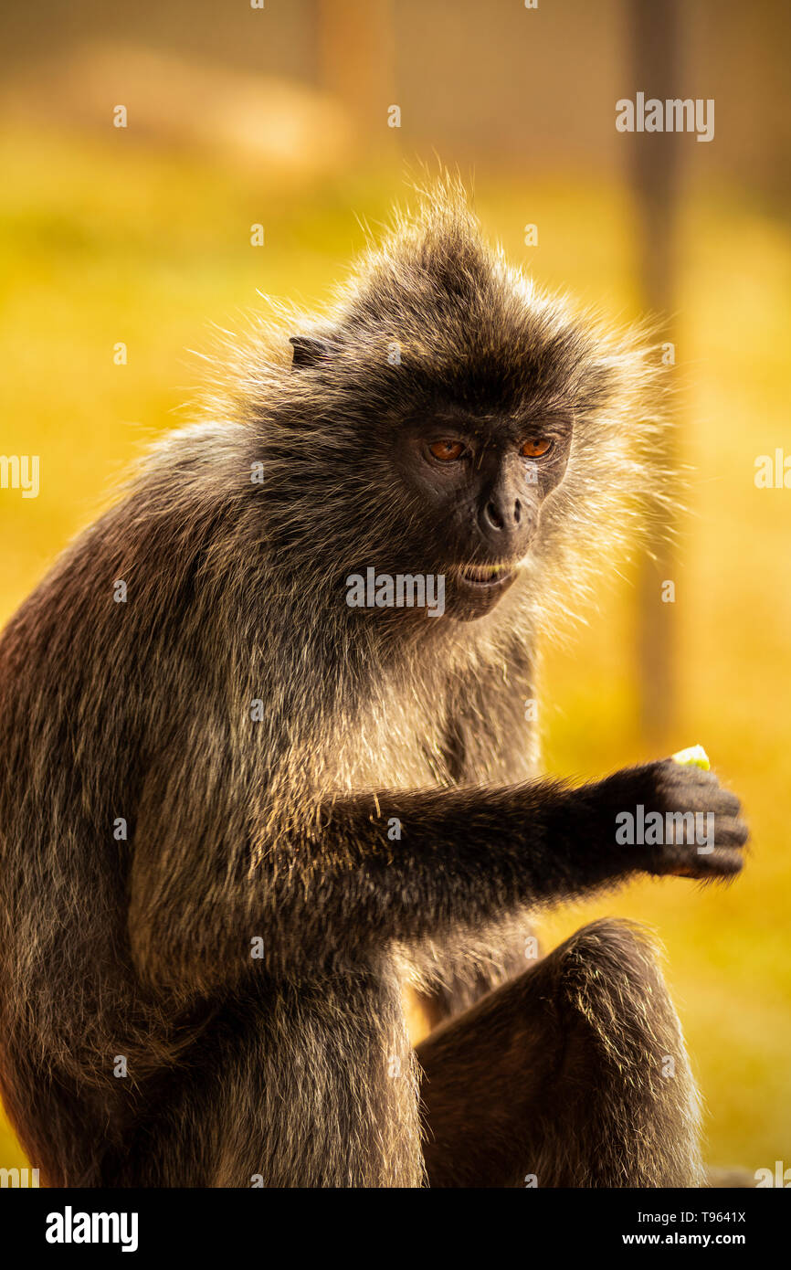 Silver Langur High Resolution Stock Photography and Images - Alamy