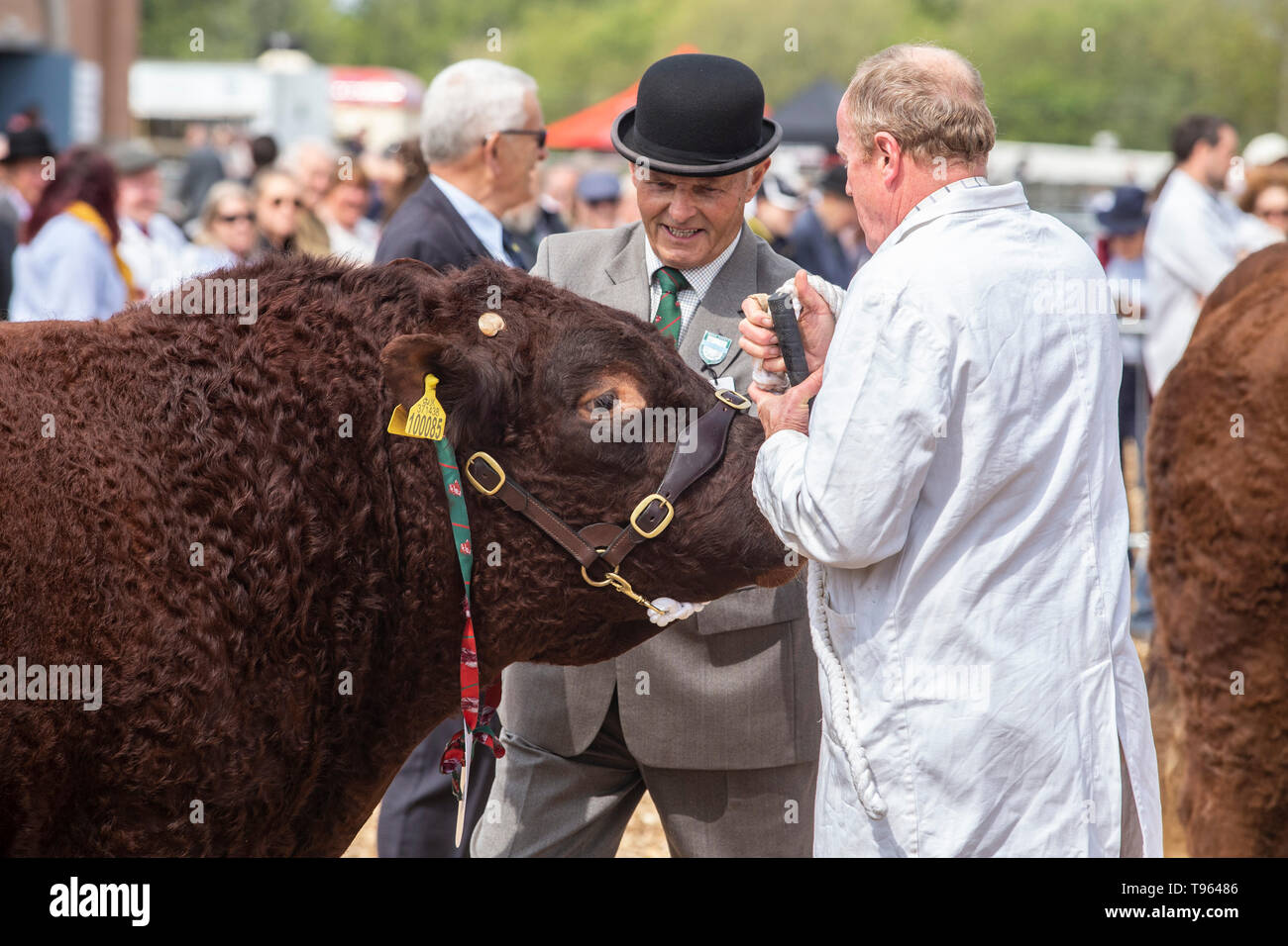 Judgin g the local Ruby Red Devon cattle at the Devon County Show, 2019 Stock Photo
