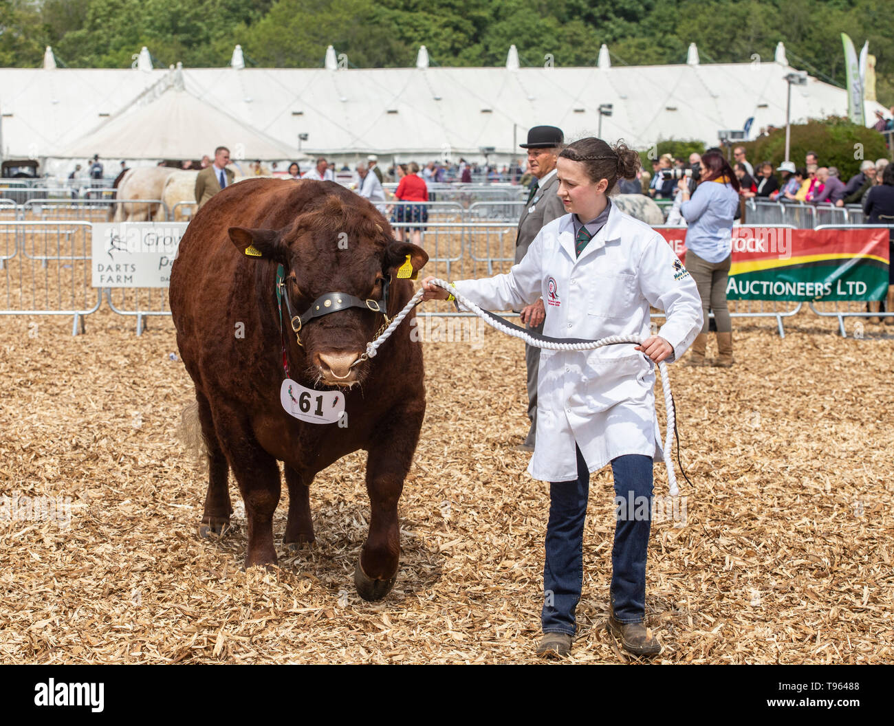Herdswoman with the winning beast - Ruby Red Devon bull at the Devon County Show, 2019 Stock Photo