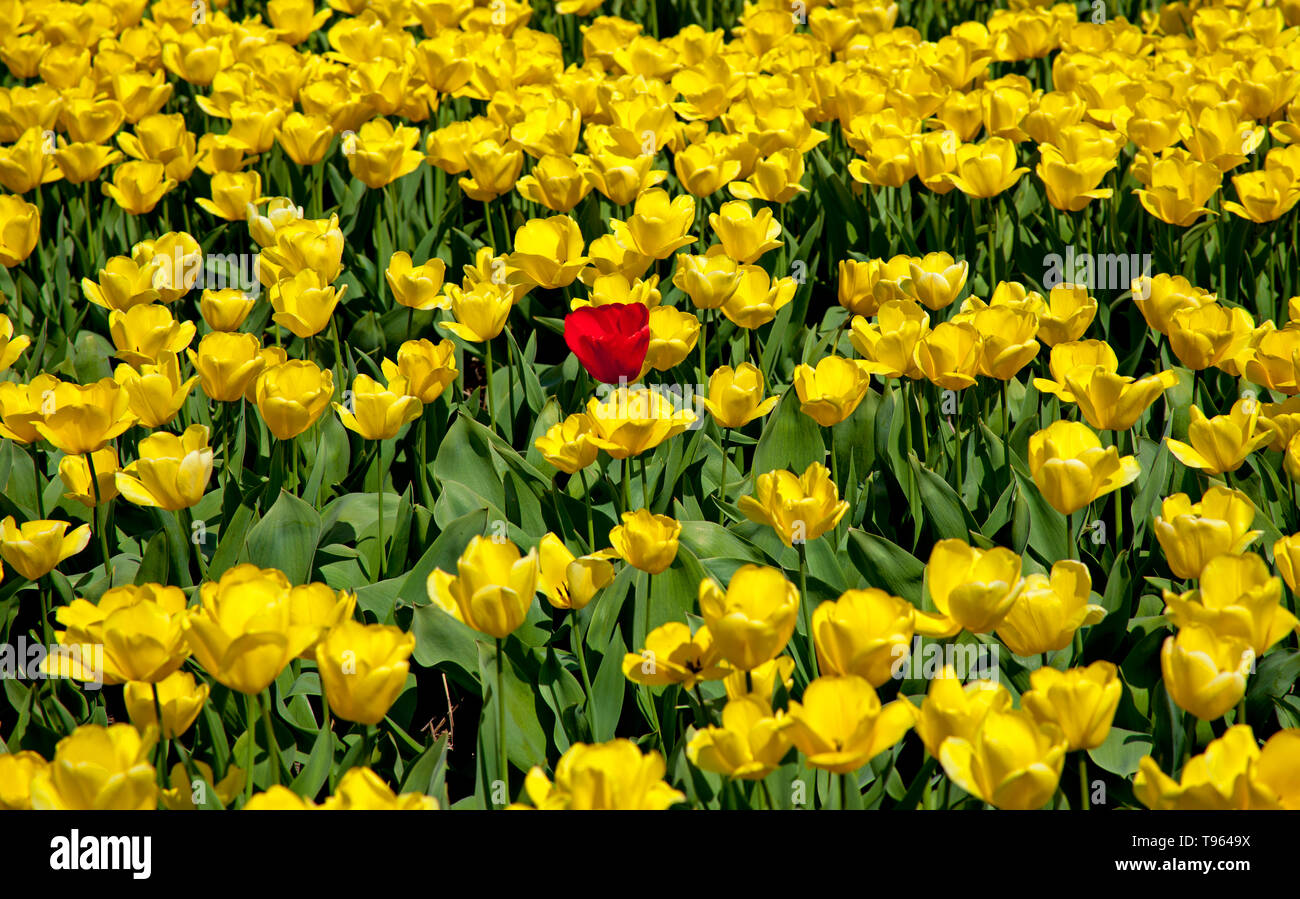 Keukenhof Gardens, South Holland, islolated red tulip among yellow tulips  beautiful colourful flowers and blooms in spring. Europe Stock Photo
