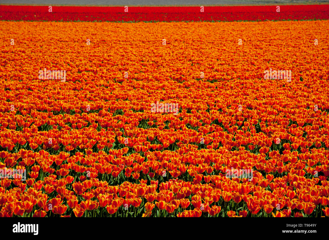 Keukenhof Gardens, Holland, with beautiful colourful flowers and blooms in spring. Europe Stock Photo