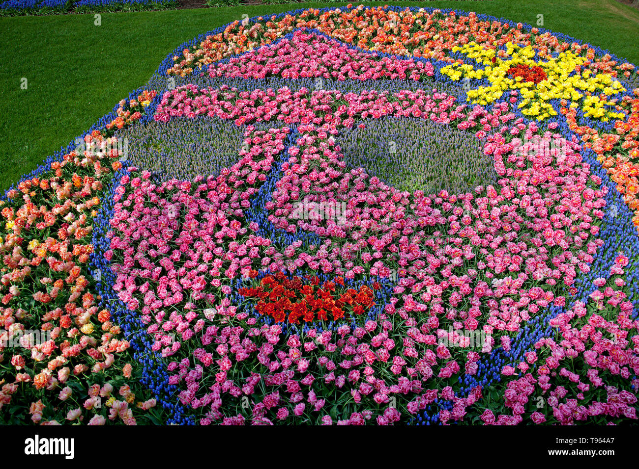 Keukenhof Gardens, Holland, with beautiful colourful face shape flower bed, flowers and blooms in spring. Europe Stock Photo