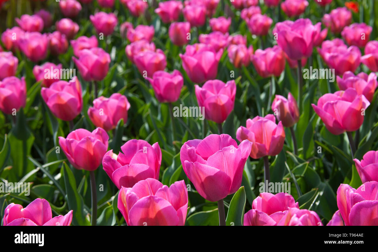 Keukenhof Gardens, Holland, with beautiful colourful pink tulip flowers and blooms in spring. Europe Stock Photo