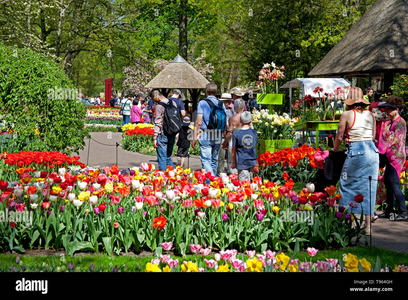 Keukenhof Gardens, Holland, visitors walking on paths among beautiful colourful flowers and blooms in spring. Europe Stock Photo