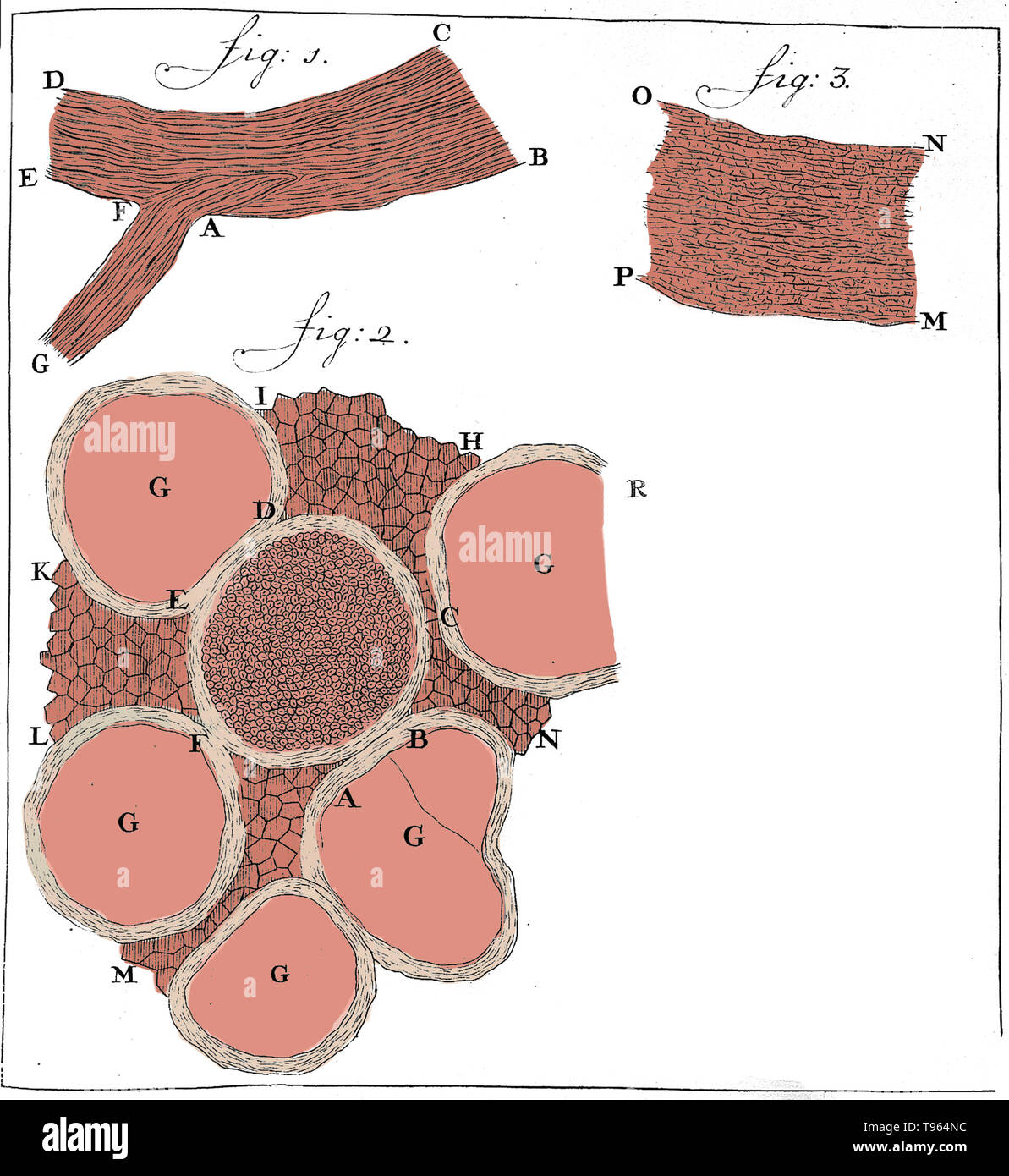 Sections of nerves drawn by Anthony van Leeuwenhoek. Fig 1: Longitudinal section of peripheral nerve. Fig. 2: Transverse section of nerve showing individual fibres. Published: 1719. Leeuwenhoek (1632-1723) was a Dutch scientist, now considered the first microbiologist. He is best known for his work on the improvement of the microscope and for his contributions towards the establishment of microbiology. Stock Photo