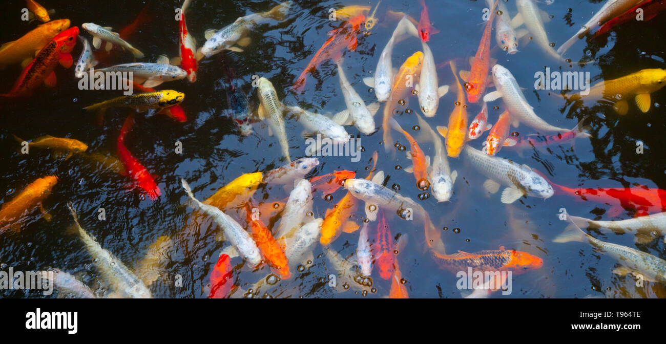 Pez koi. Japón Stock Photo - Alamy