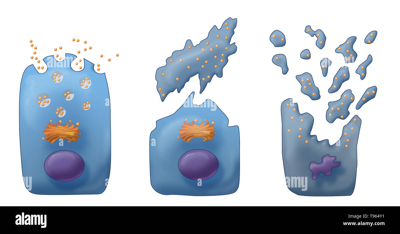 Illustration Showing The Three Types Of Exocrine Secretion Left To Right Merocine Apocrine And Holocrine In Merocine Secretion The Cell Stays Intact In Apocrine Secretion The Pinched Off Portion Of The Cell Illustration Showing The Three Types Of Exocrine Secretion Left To Right Merocine Apocrine And Holocrine In Merocine Secretion The Cell Stays Intact In Apocrine Secretion The Pinched Off Portion Of The Cell